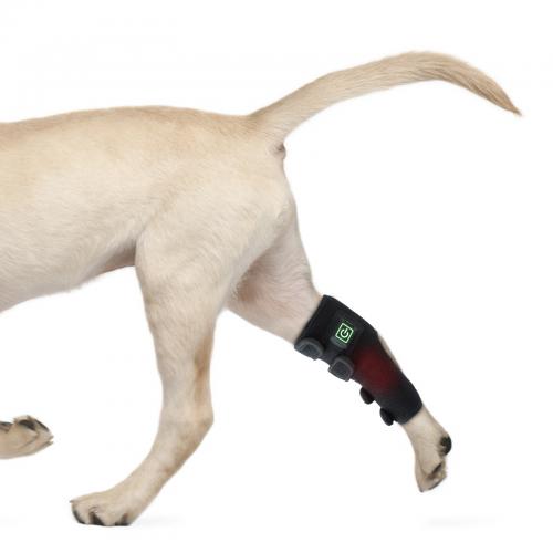 HL-DOG80